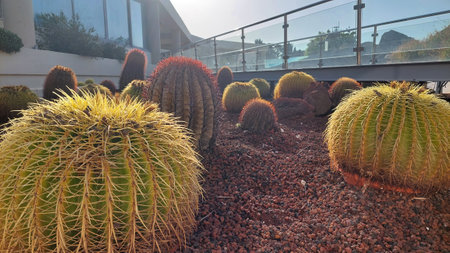 captivating scene of a cactus garden, featuring a diverse collection of cacti with varying shapes...