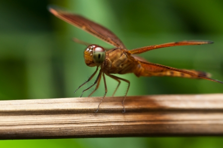Red dragonfly on the branches の写真素材