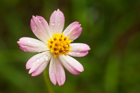 Close-up of a cosmos flower with water drop の写真素材