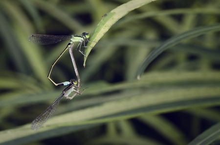 Two Damselfly mating