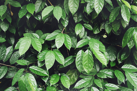 image of a leaves with a nice colourの写真素材