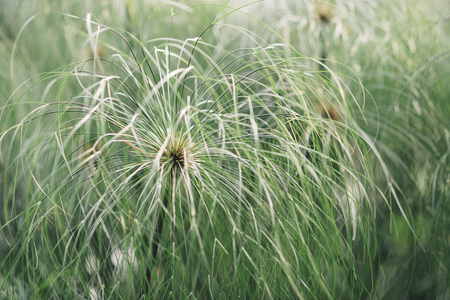 image of a weird plant (selective focus )の写真素材