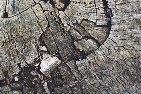 Cross section of a treeの写真素材