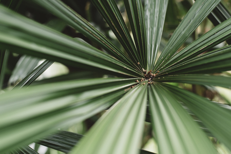 image of a weird plant (selective focus )の写真素材