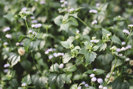image of a small/tiny flower (selective focus)の写真素材
