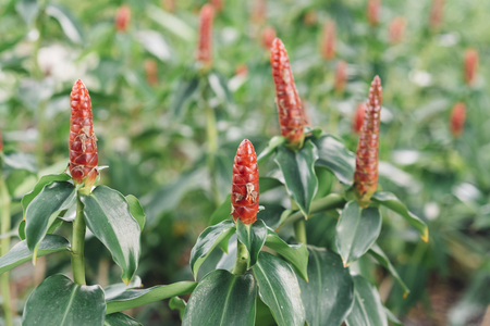image of a weird plant (selective focus )の写真素材