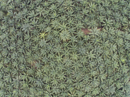 Aerial photo of a palm oil tree plantationの写真素材