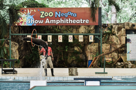 August 2017 - Zoo Negara,Kuala Lumpur,Malaysia - Photo of  sea lion jumping out of water to pass the hoop in the show at the Zoo Negara,Kuala Lumpur Malaysiaのeditorial素材