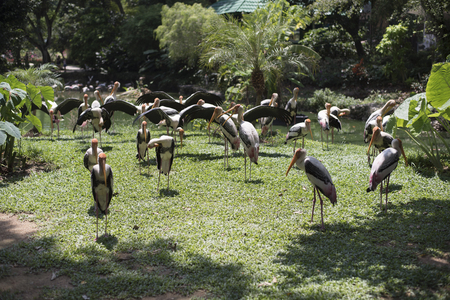 Photo of an animal called Flamingo (selective focus)の写真素材