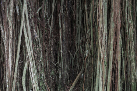 photo of a tree root (selective focus)
