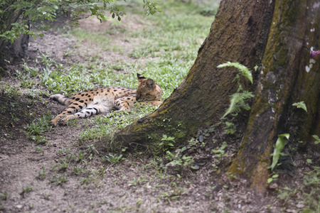 Photo of an animal called Serval Cat - Scientific nam : Leptailrus Serval (selective focus)の写真素材