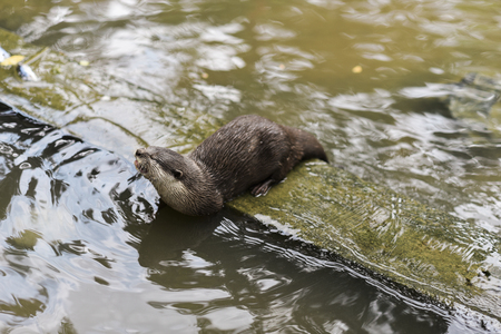 Photo of an animal called Asian Small-Clawed Otter - Scientific name : Aonyx Cinereus (selective focus)の写真素材