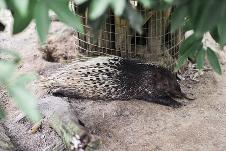Photo of an animal called Malayan Porcupine - Scientific name - Hystrix Brachyura (Selective Focus)の写真素材