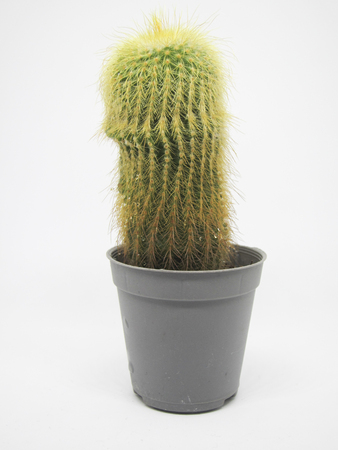 cactus in a pot on a white background (selective focus)の写真素材