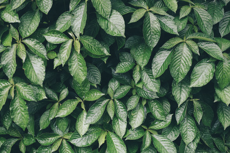 photo of green leaves.leaves background.wallpaper.background design.copy space