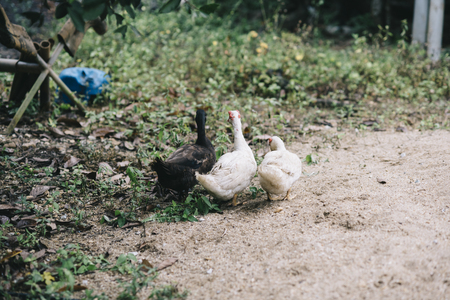 a group of duck walking.family concept.love concept.teamwork conceptの写真素材