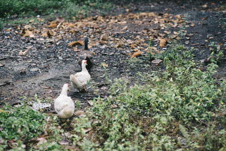 a group of duck walking.family concept.love concept.teamwork conceptの写真素材