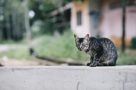 photo of a malaysia domestic house cat.cat looking at camera.cat relaxing.cat possing in front of cameraの写真素材