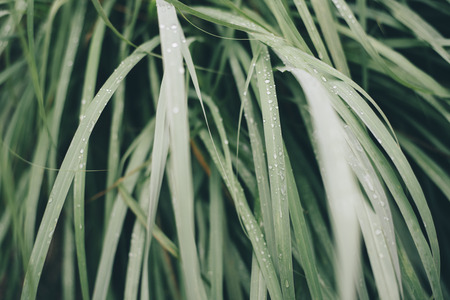 dew on the leaves.morning in the village.cold weatherの写真素材