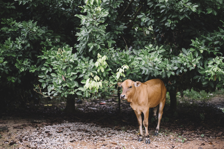 livestock.cow or calf is eating leaves in the farm.agricultural and farming business conceptの写真素材