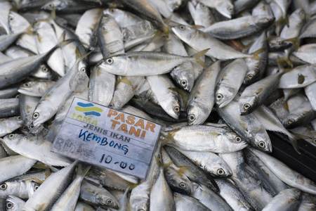 Kelana Jaya,Petaling Jaya,Selangor,Malaysia-11th November 2017 : pile of mackerel for sale with price tag at fresh market (pasar tani fama).のeditorial素材