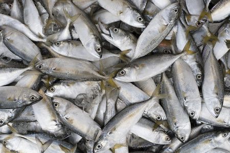 pile of mackarel fish (ikan kembung) for background,wallpaper and backdropの写真素材