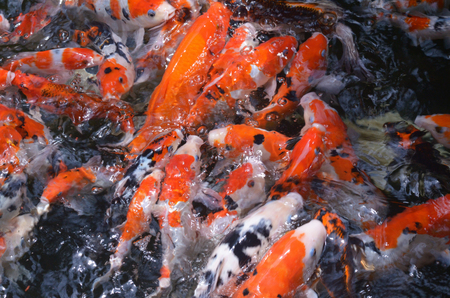 feeding carp/koi fish in pond.Koi or more specifically nishikigoi are colored varieties of Amur carp (Cyprinus rubrofuscus)の写真素材