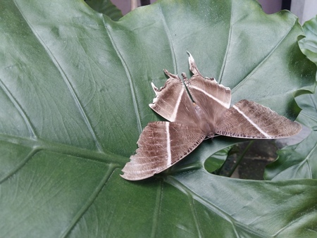 large brown moth ( lyssa Zampa ) or uranid moth resting on elephant ear ( colocasia ) in morningの写真素材
