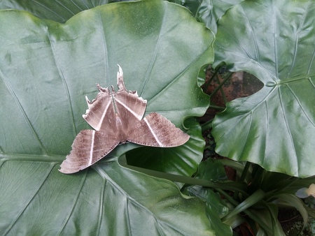 large brown moth ( lyssa Zampa ) or uranid moth resting on elephant ear ( colocasia ) in morningの写真素材