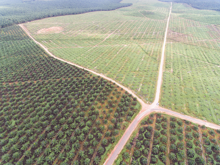 aerial view of palm oil plantation located in kuala krai,kelantan,malaysia,east asia. one of biggest comodity in malaysiaの写真素材