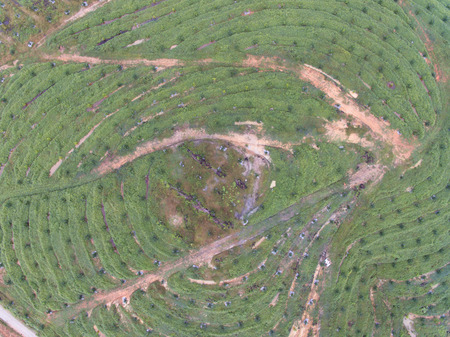 aerial view of palm oil plantation located in kuala krai,kelantan,malaysia,east asia. one of biggest comodity in malaysiaの写真素材