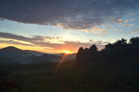 dramatic sunrise view at tea plantation located in cameron highland,malaysiaの写真素材