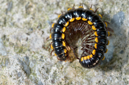 Millipedes are a group of arthropods that are characterised by having two pairs of jointed legs on most body segments; they are known scientifically as the class Diplopodaの写真素材