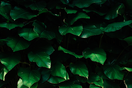 beautiful leaves background for wallpaper and backdropの写真素材