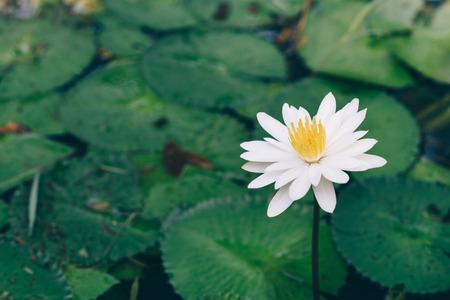 fresh beautiful white water lily in a pond. nature conceptの写真素材