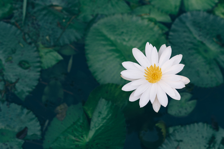 fresh beautiful white water lily in a pond. nature conceptの写真素材