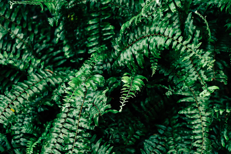 fern leaves. beautiful leaves background for wallpaper and backdropの写真素材