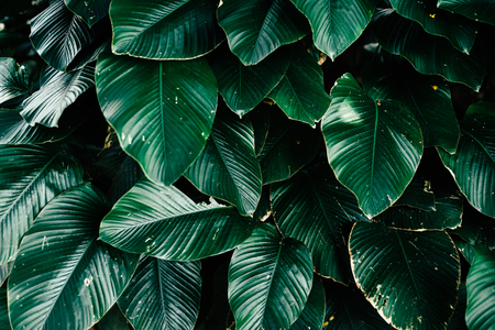 beautiful leaves background for wallpaper and backdropの写真素材