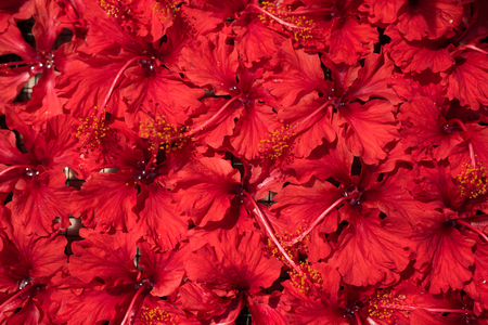 full frame image of red hibiscus for background and wallpaperの写真素材