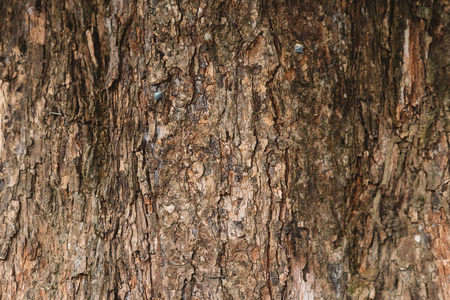 full frame image of a old and aged tree bark for background. horizontal orientationの写真素材