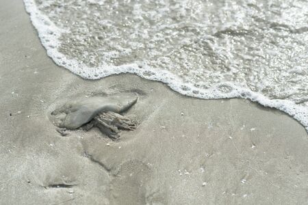 dead jellyfish on beach sand with foamy waves. concept of marine life and nature