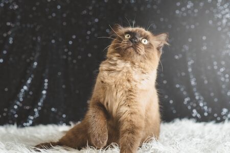 mixed breed of maine coon and british shorthair kitten. cute cat playing active