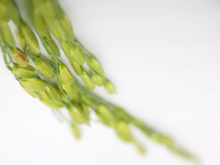 Green paddy rice focus photography
