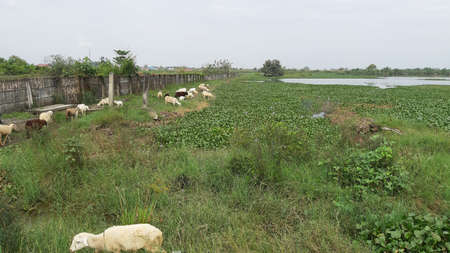 herds of goats walking road around the house to find foodの写真素材