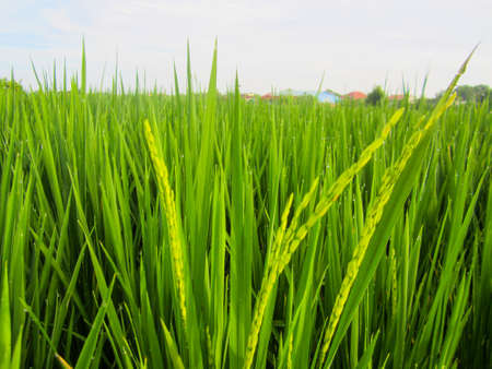 Close up of paddy rice seed with rice fields in the backgroundの写真素材