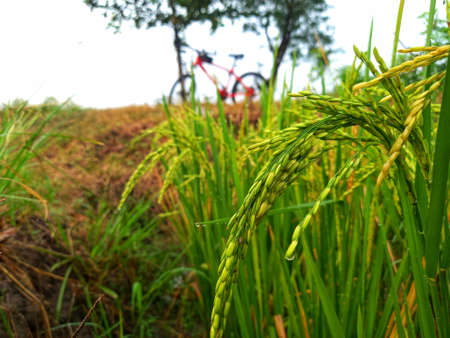 Close up of yellow paddy rice seed with rice fields in the backgroundの写真素材