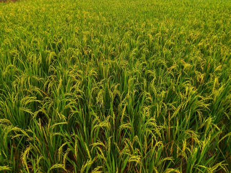 Yellow paddy rice seed with rice fields in the background