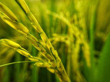Close up of yellow paddy rice seed with rice fields in the backgroundの写真素材