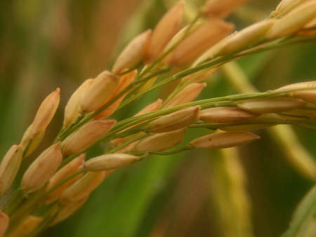 Close up of yellow paddy rice seed with bokeh nature backgroundの写真素材