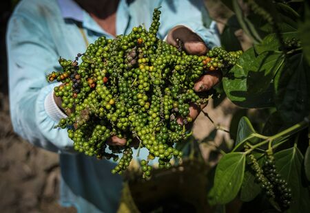 fresh black pepper